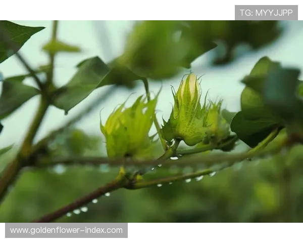 孙妍在整容前后照片对比揭示美丽蜕变过程与个人成长故事 孙妍在整容前后照片对比揭示美丽蜕变过程与个人成长故事